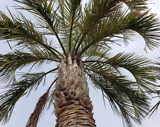 ココスヤシ シルバーリーフ 【配送・植え込み対応OK!引き取りも大歓迎】 ココスヤシ シルバーリーフ 【配送・植え込み対応OK!引き取りも大歓迎】